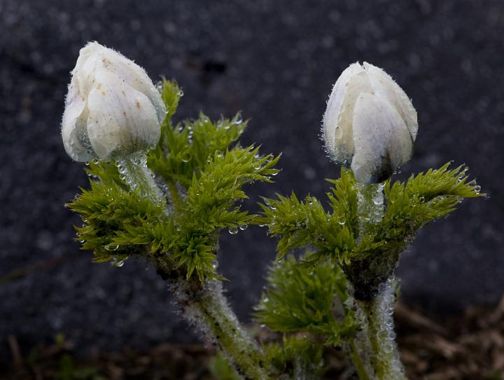 Western Pasque Flower, Anemone occidentalis.jpg